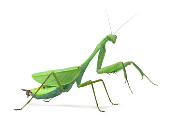 Male praying mantis - Macromantis ovalifolia, isolated on white