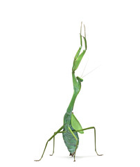 Male praying mantis - Macromantis ovalifolia, isolated on white