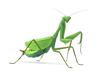 Male praying mantis - Macromantis ovalifolia, isolated on white