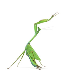 Male praying mantis - Macromantis ovalifolia, isolated on white