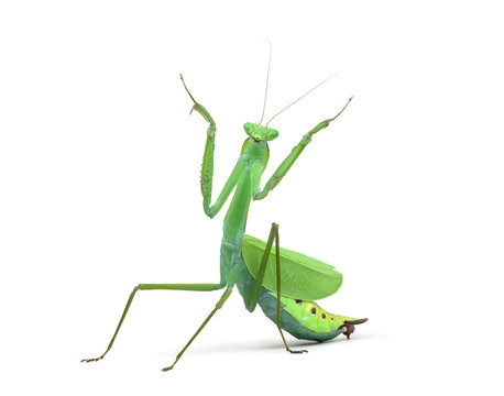 Male praying mantis - Macromantis ovalifolia, isolated on white