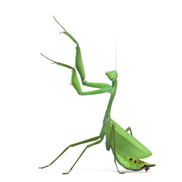 Male praying mantis - Macromantis ovalifolia, isolated on white
