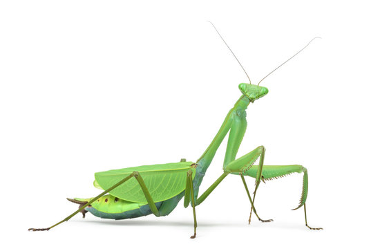 Male praying mantis - Macromantis ovalifolia, isolated on white