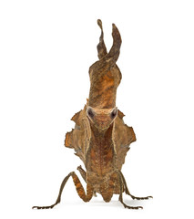 dead leaf mantises - Acanthops Sp - isolated on white
