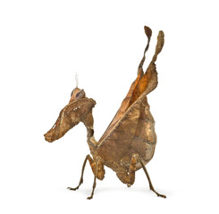 dead leaf mantises - Acanthops Sp - isolated on white