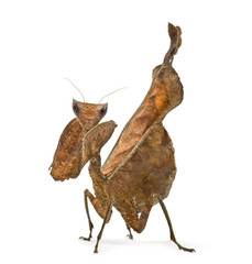 dead leaf mantises - Acanthops Sp - isolated on white
