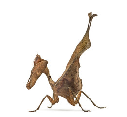 dead leaf mantises - Acanthops Sp - isolated on white