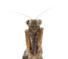 Old and blind female praying mantis isolated on white