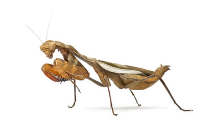 Praying mantis - Parasphendale sp Giant - isolated on white