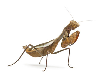 Praying mantis - Parasphendale sp Giant - isolated on white