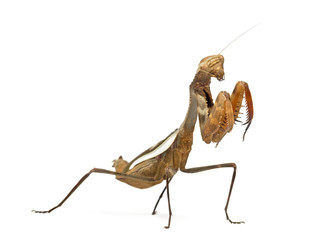 Praying mantis - Parasphendale sp Giant - isolated on white