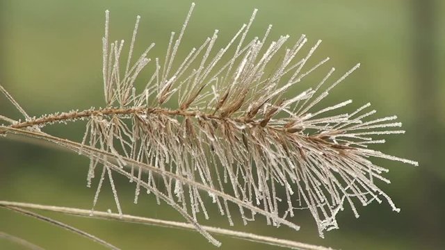 Ein mit Raureif &uuml;berzogenes Binsengras bewegt sich im Wind