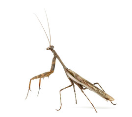 Male Praying mantis - Parasphendale affinis