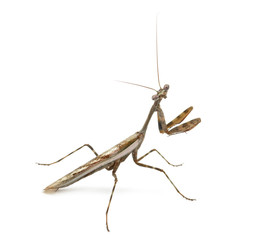 Male Praying mantis - Parasphendale affinis