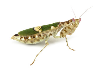 Female flower mantis - Creobroter gemmatus, isolated on white