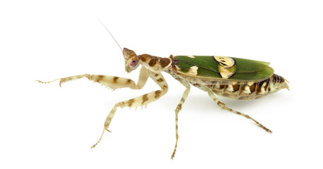 Female flower mantis - Creobroter gemmatus, isolated on white