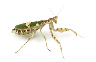 Female flower mantis - Creobroter gemmatus, isolated on white