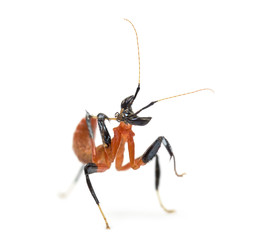 Young orchid mantis - Hymenopus coronatus, isolated on white