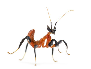 Young orchid mantis - Hymenopus coronatus, isolated on white