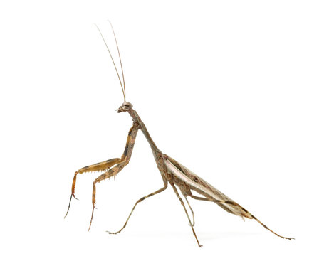 Male Praying mantis - Parasphendale affinis