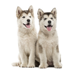 Alaskan Malamute puppies sitting and panting isolated on white