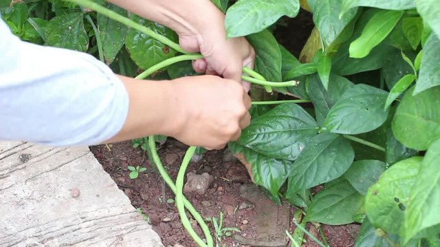 yardlong bean harvest with hand of gardener