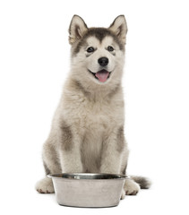 Alaskan Malamute puppy sitting with a bowl isolated on white