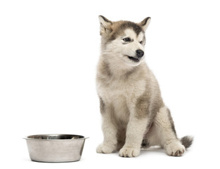 Alaskan Malamute puppy sitting with a bowl isolated on white