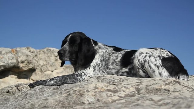 Spotted dog lying on the rocks