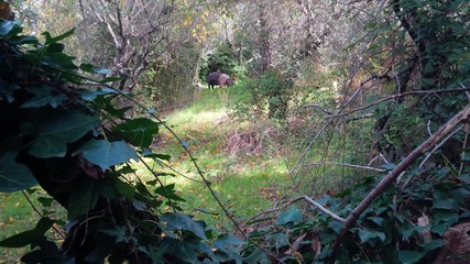 maiale di cinta senese
