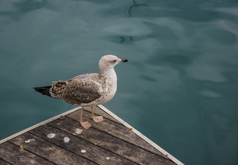 Seagull on a pear