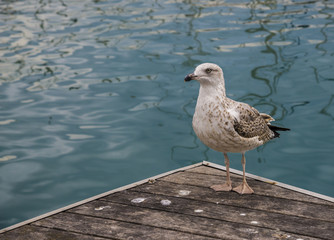 Seagull on a pear