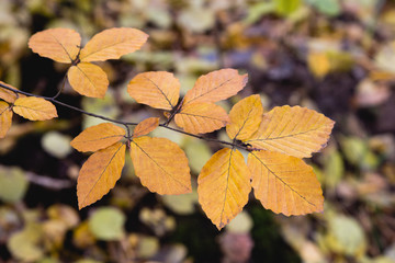 bright yellow leaves in october sunlight in autumn forest background