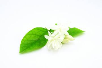 Jasmine isolated on white background