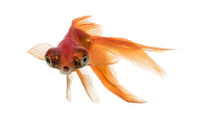 Front view of a Goldfish in water islolated on white