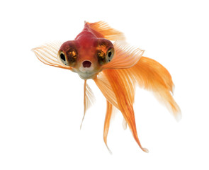 Front view of a Goldfish in water, islolated on white