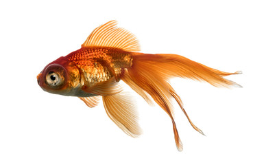 Fototapeta premium Side view of a Goldfish in water, islolated on white