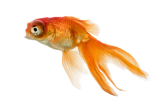 Side view of a Goldfish  swimming islolated on white