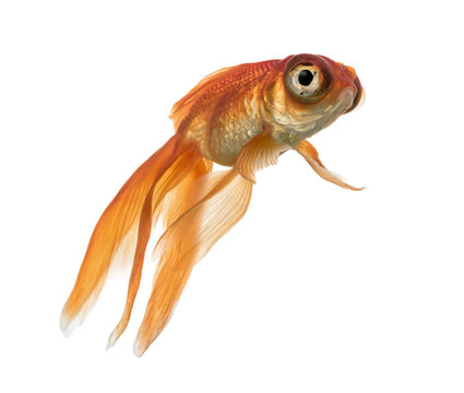 Side view of a Goldfish in water, looking up