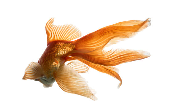 Back view of a Goldfish in water, islolated on white