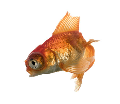 Side view of a Goldfish in water, islolated on white