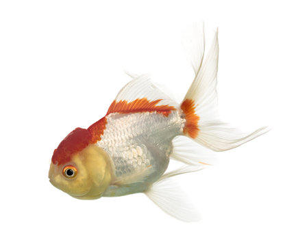 Side view of a lion's head goldfish isolated on white