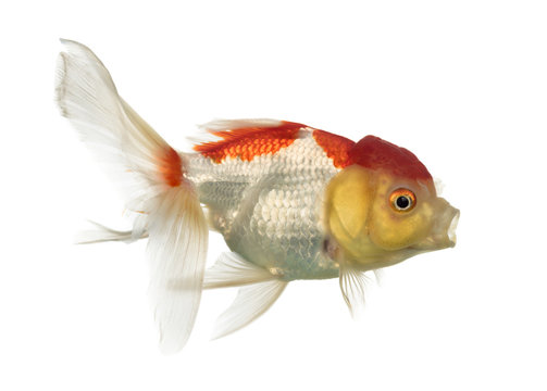 Side view of a lion's head goldfish isolated on white