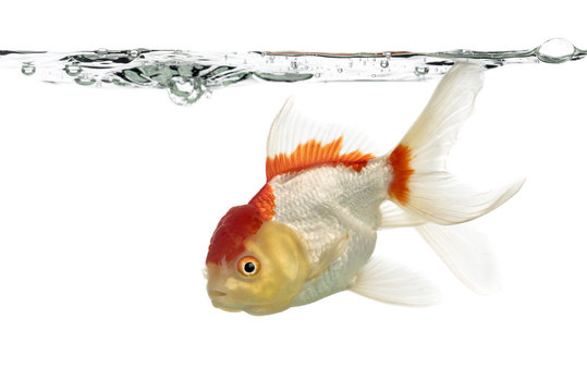 Side view of a lion's head goldfish isolated on white