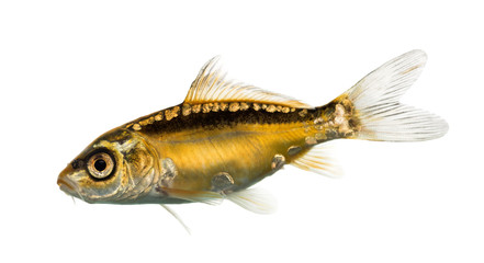 Side view of a yellow koi isolated on white