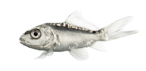 Side view of a grey koi isolated on white