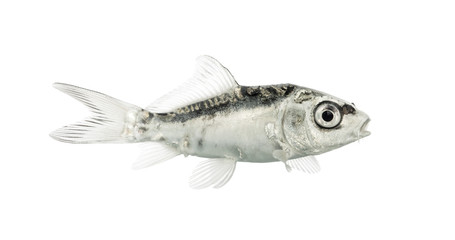 Side view of a grey koi isolated on white
