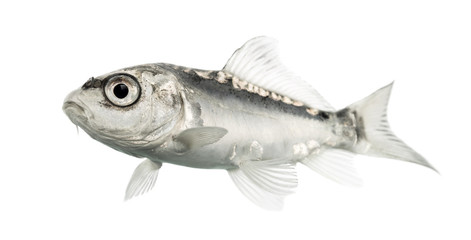 Side view of a grey koi isolated on white