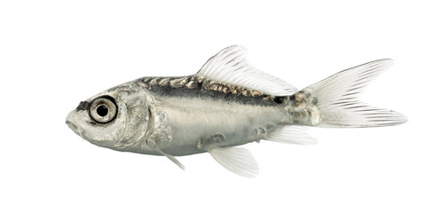 Side view of a grey koi isolated on white