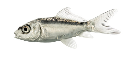 Side view of a grey koi isolated on white